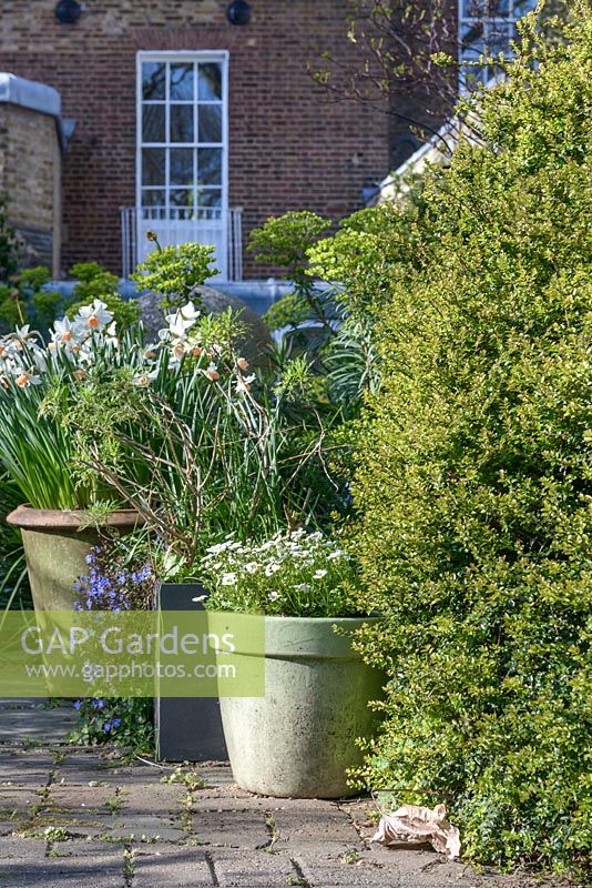 A view along the pavement towards the house with pots of Narcissus 'Full Throttle', white Saxifraga and blue Lobelia