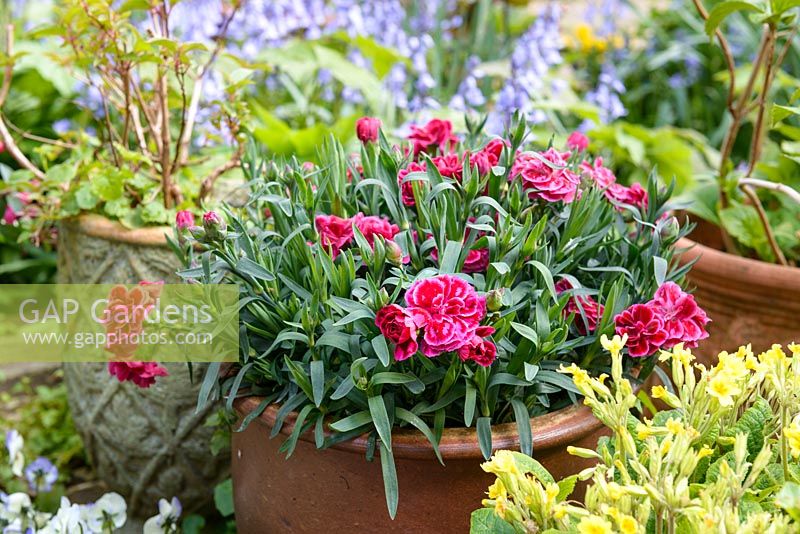Red and pink Dianthus in a clay pot