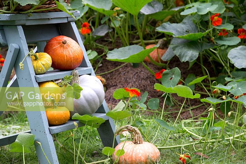 Display with harvested pumpkins and gourds on painted step ladder
