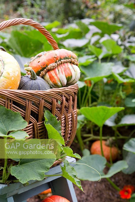 Display with harvested pumpkins and gourds in woven basket