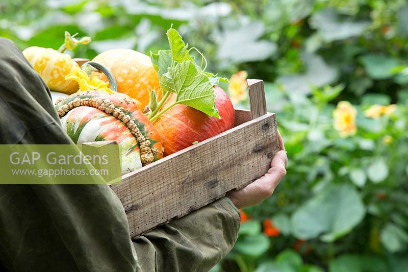 Woman carrying wooden box with harvested pumpkins and gourds in Autumn