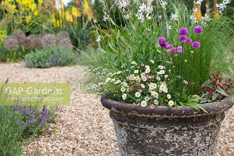 Large container in gravel garden planted with seaside mix of Gaura, Erigeron, Armeria, Fuchsia and Stipa