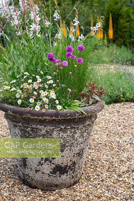 Large container in gravel garden planted with seaside mix of Gaura, Erigeron, Armeria, Fuchsia and Stipa
