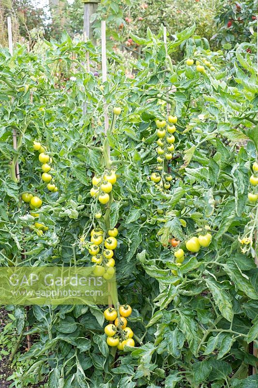 Solanum lycopersicum 'Mountain Magic' blight resistant.