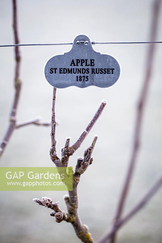 Malus - Frosty Apple St Edmunds Russet 1875 sign, Bridge End Garden.