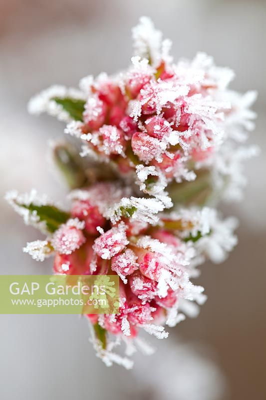 Viburnum bodnantense 'Charles Lamont'. Close up portrait of pink buds covered in frost.