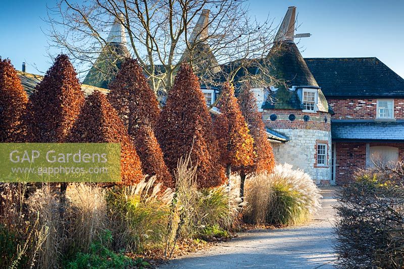 Clipped pyramid hornbeam standards and grasses in winter at Bury Courts Gardens, Hampshire, UK.