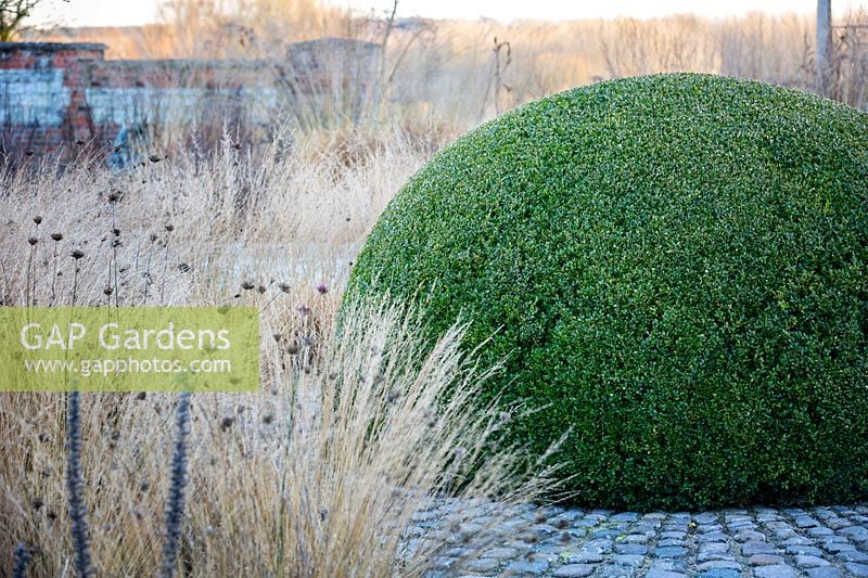 Domed box topiary with Molinia caerulea 'Poul Peterson', purple moor grass, and Dianthus carthusianorum, German pink, in winter at Bury Court Gardens, Hampshire. Designed by Piet Oudolf and John Coke.