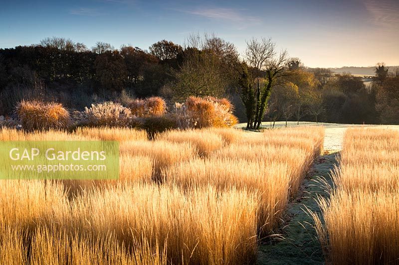 Calamagrostis x acutiflora 'Karl Foerster' planted in a grid meadow pattern in winter, Bury Court Gardens, Hampshire. Designed by Christopher Bradley-Hole.