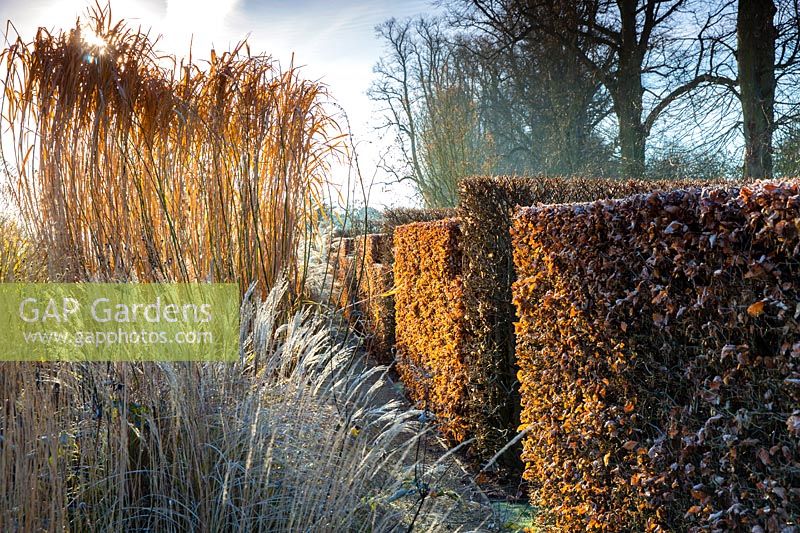 Backlit Miscanthus giganteus and clipped beech hedge at Bury Court Gardens in winter, Hampshire. Designed by Christopher Bradley-Hole.