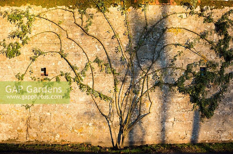 Wall with a fan-trained rose at Bury Court Gardens in winter, Hampshire.