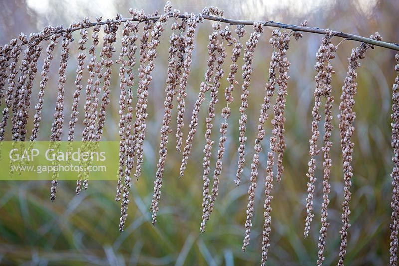 Datisca cannabina, false hemp, seed head in winter, Hampshire, UK.