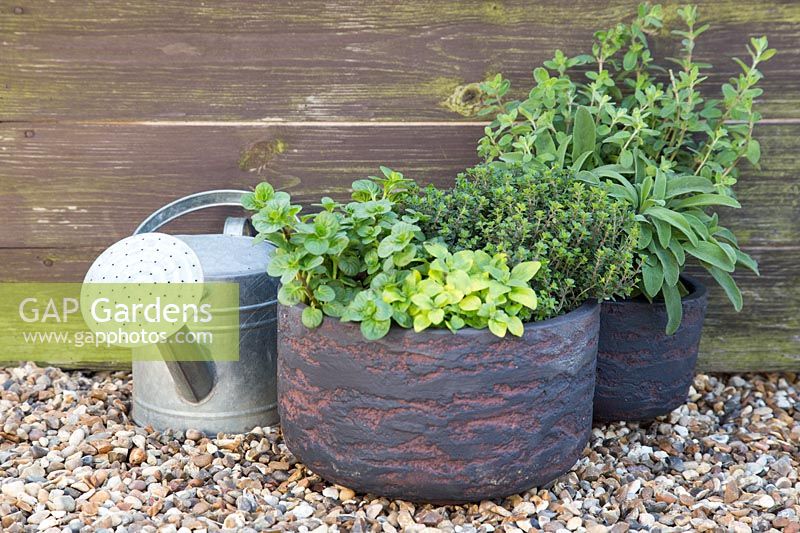 Textured containers planted with mix of herbs including Sage, Oregano and Thyme