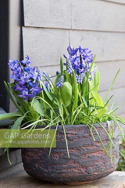 Blue themed Spring planting