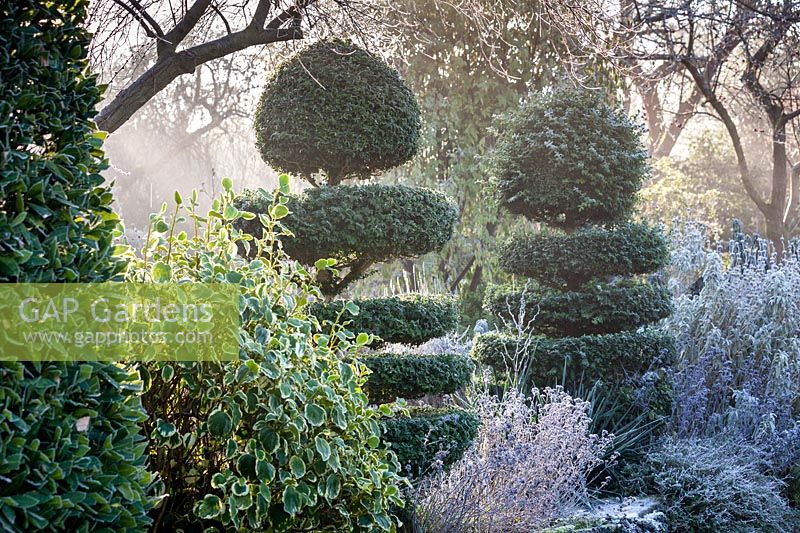 Box topiary with Griselinia littoralis 'Variegata' in Charlotte and Donald Molesworth's garden, Kent, UK.
