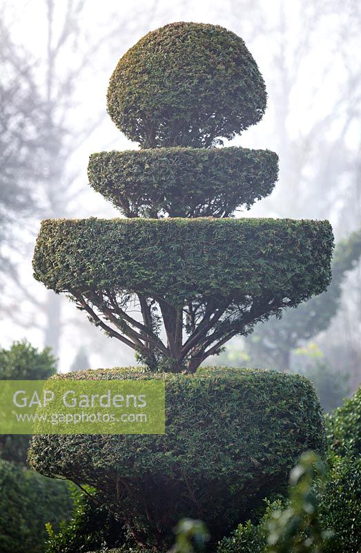 Yew topiary in Charlotte and Donald Molesworth's garden, Kent, UK.