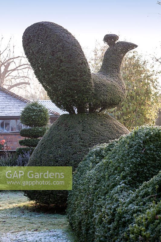 Yew Peacock topiary in Charlotte and Donald Molesworth's garden, Kent, UK.