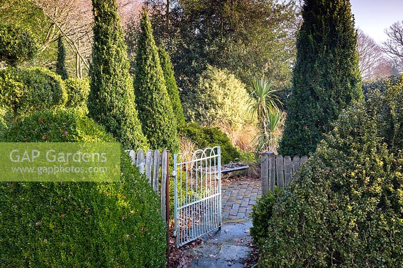 Box cone topiary in Charlotte and Donald Molesworth's garden, Kent, UK.