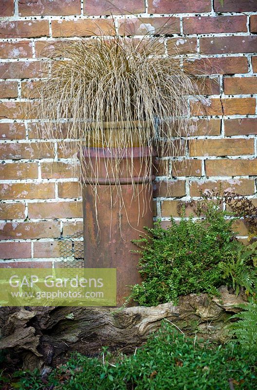 Carex Grass in container sitting in chimney pot pedestal.