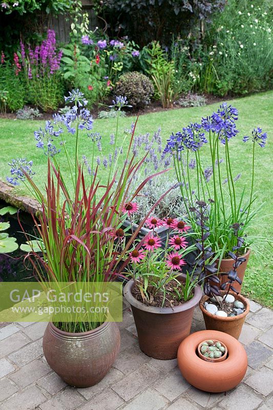 collection of pots in small garden filled with Imperata cylindrica 'Red Baron', Agapanthus, Echinacea purpurea, Lavender, Sempervivum