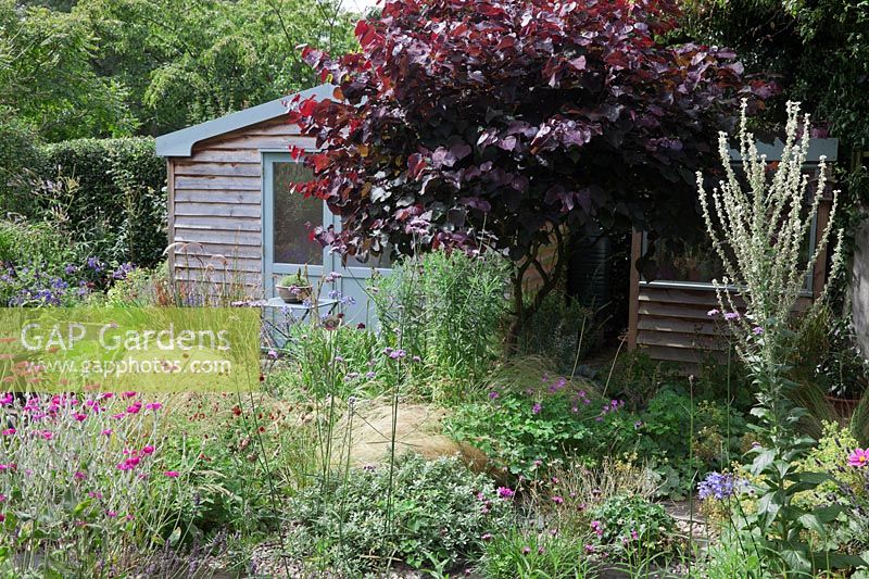A small low maintenance modern cottage garden planted with self seeding annuals and perennials. A feature Cercis canadensis 'Forest Pansy' disguises a shed. Stipa tenuissima, Verbascum, Lychnis coronaria, Dianthus, Alchemilla mollis and Geraniums.