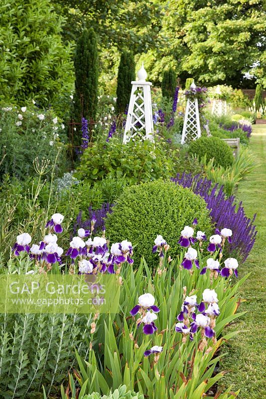 Border with Iris 'Braithwaite', Salvia 'Mainacht', clipped Buxus, Delphinium and decorative wooden obelisks with Clematis 