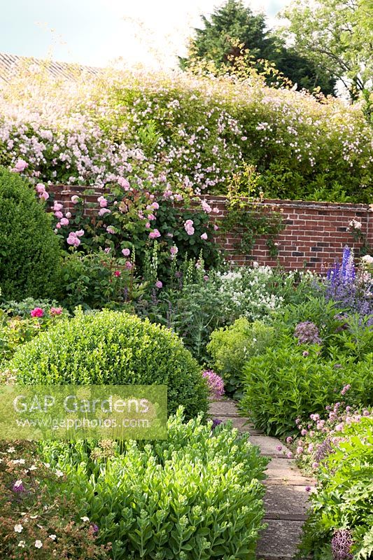 Summer planting in walled garden with Rosa 'Constance Spry', Rosa 'Pauls Himalayan Musk', Allium, Alchemilla mollis, Geranium, Delphinium, Nepeta 'Six Hills Giant', Eryngium and clipped Buxus 