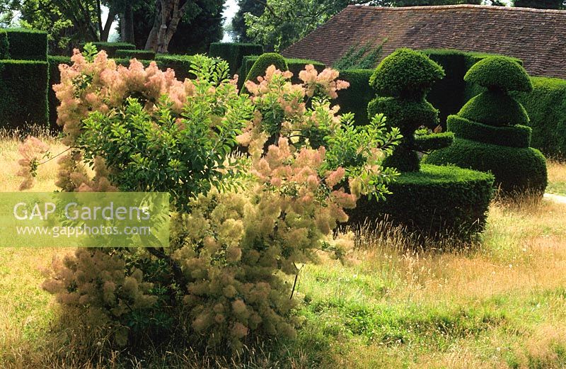 Cotinus coggygria in full smoke amongst the long meadow grass in the Topiary garden