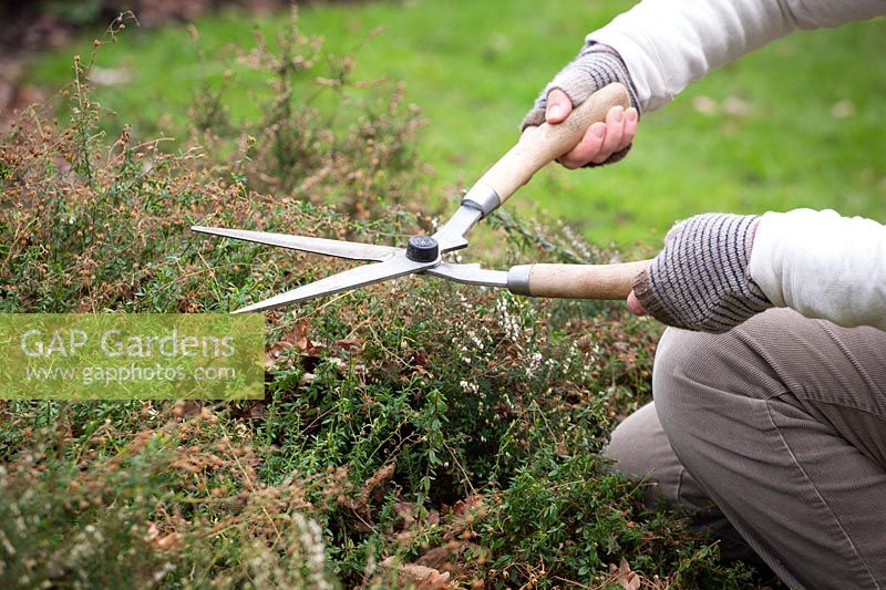Trimming winter-flowering heathers with shears in spring after they have finished flowering.
