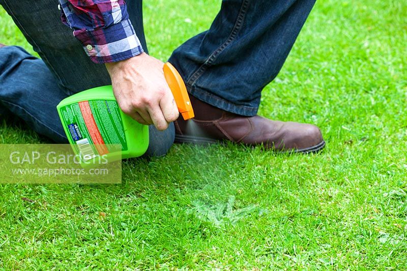 Spraying a dandelion weed on a lawn with weedkiller