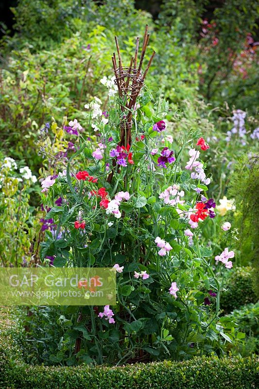 Lathyrus odoratus - Sweet peas growing up a rustic wigwam plant support. 