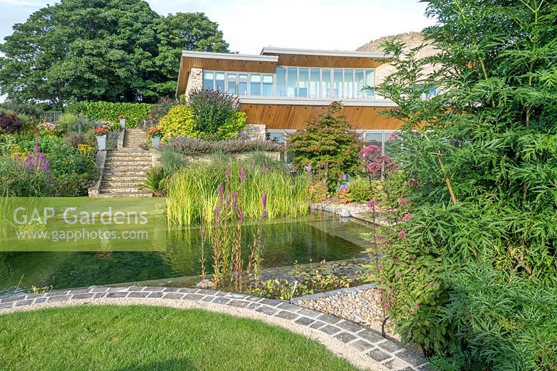 The natural swimming pool easily sits in a modern contemporary garden with traditional features.