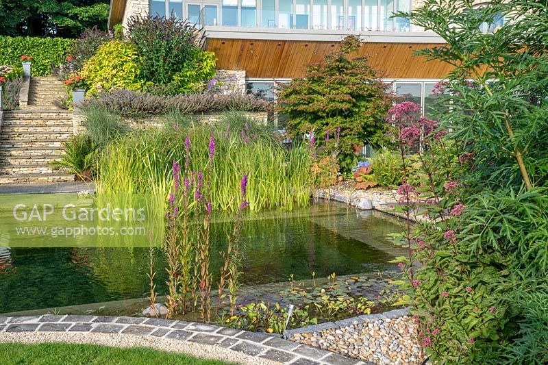 The natural swimming pool with a modern contemporary house and garden