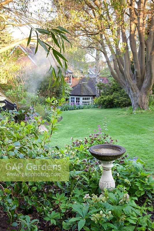 Decorative stone birdbath with Helleborus in spring border Garden: Quarry Cottages, Sussex