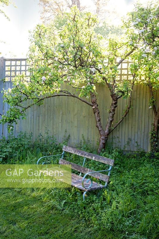 Decorative wooden bench in spring garden with Malus. Garden: Quarry Cottages, Sussex