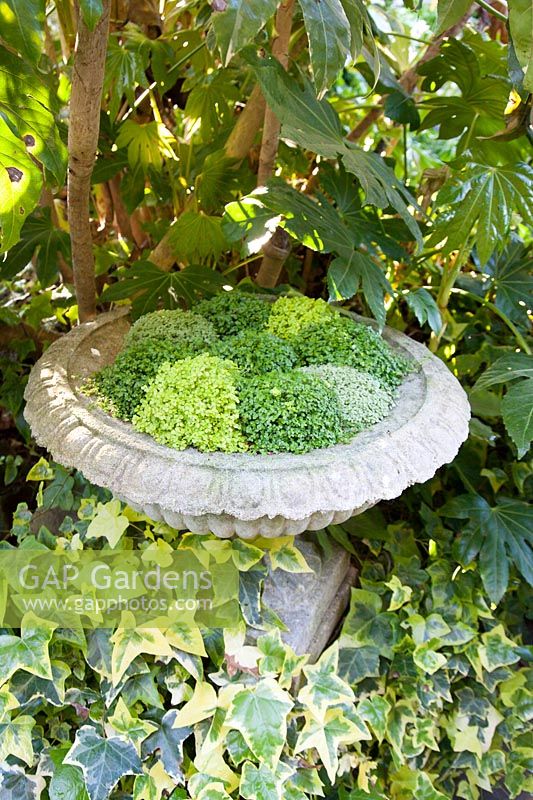 Decorative stone birdbath with Soleirolia soleirolii and ivy. Garden: Quarry Cottages, Sussex