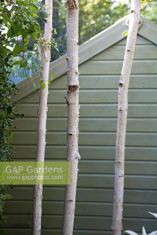 White trunks of Betula. Garden: Quarry Cottages, Sussex