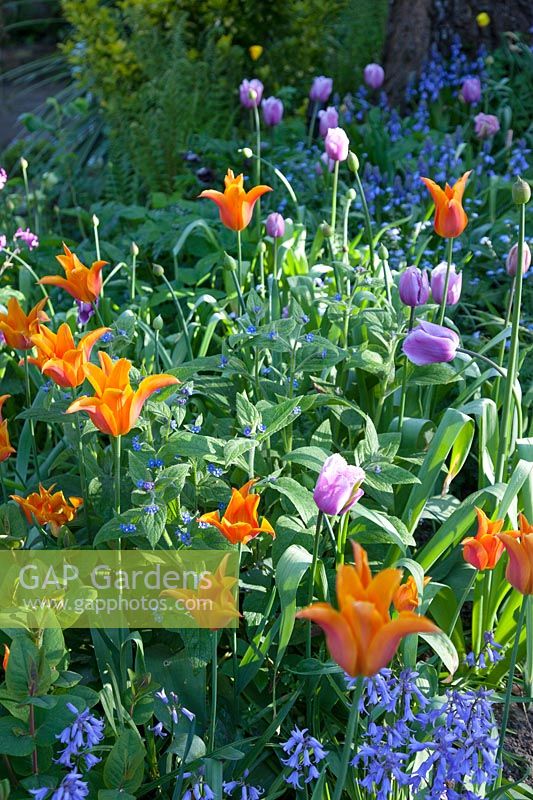 Tulipa 'Ballerina', Tulipa 'Blue Heron' and Hyacinthoides in spring border. Garden: Quarry Cottages, Sussex