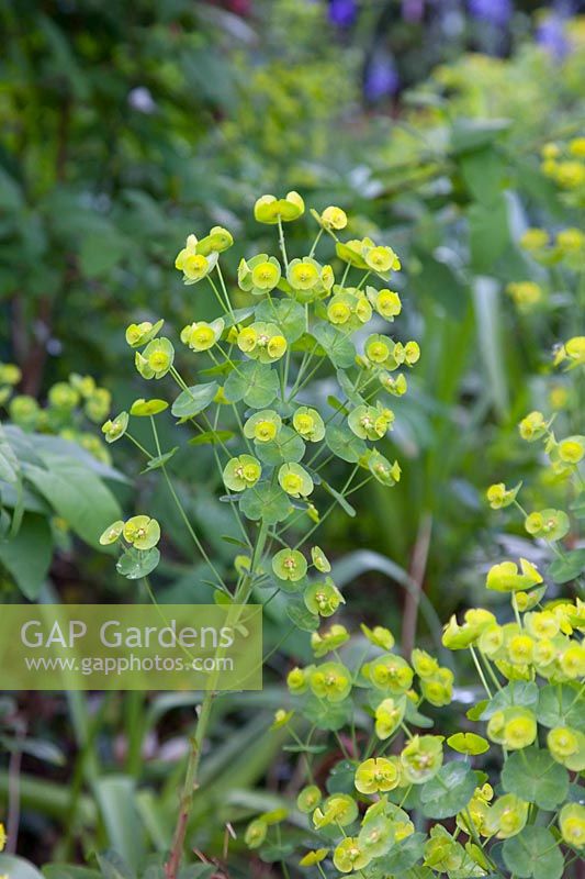 Euphorbia in spring. Garden: Quarry Cottages, Sussex