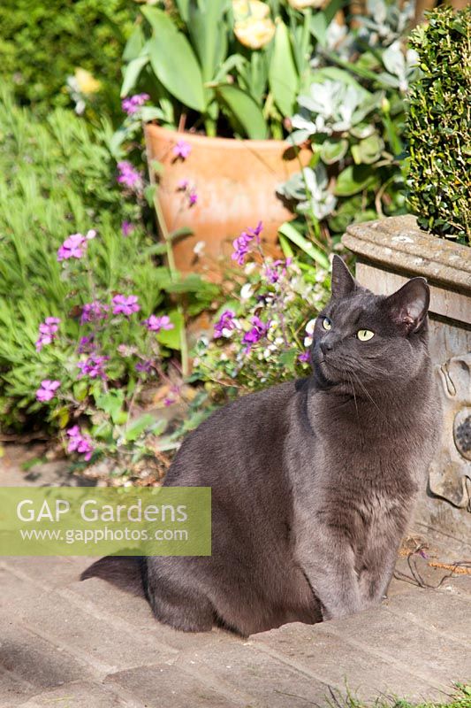 The owner's pet cat. Garden: Quarry Cottages, Sussex