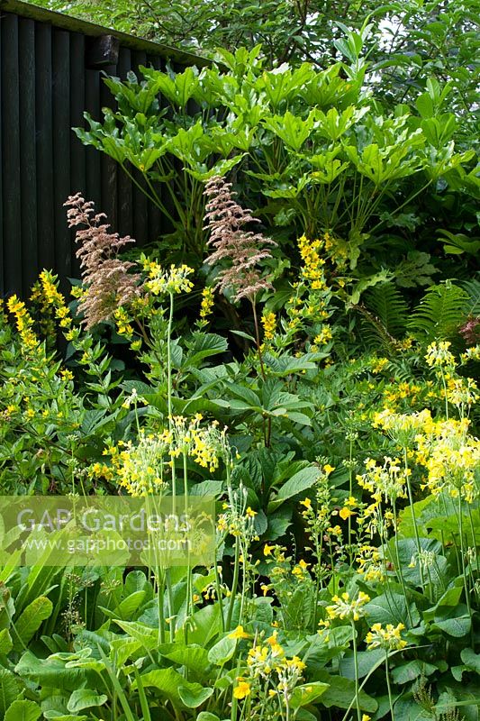Yellow themed border with Rodgersia, Mimulus guttatus, Primula florindae - Giant cowslip and Lysimachia punctata - Loosestrife. Black painted shed
