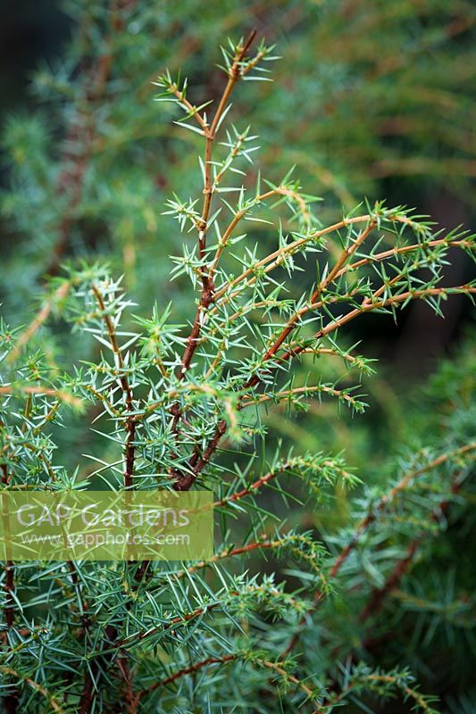 Juniperus communis. Juniper