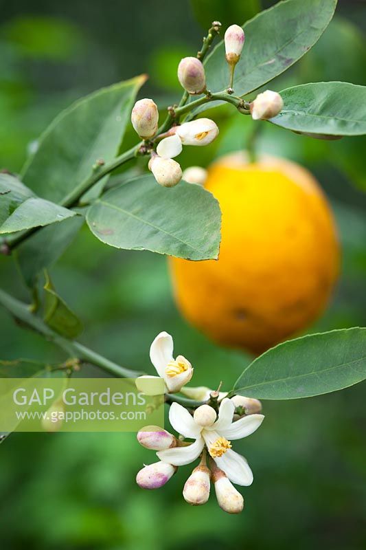 Citrus - Lemon flowers and fruit. 