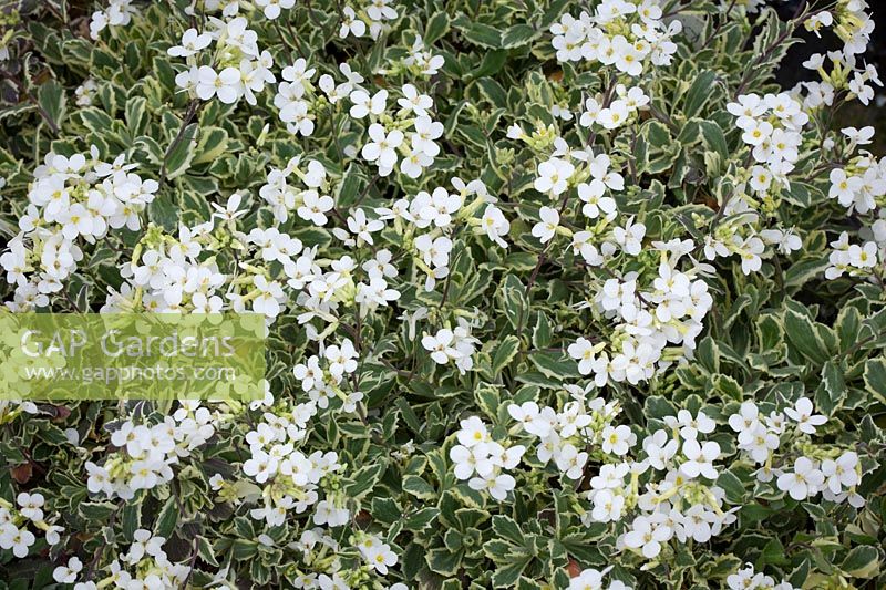 Arabis alpina subsp. caucasica 'Arctic Joy'. Alpine rock-cress