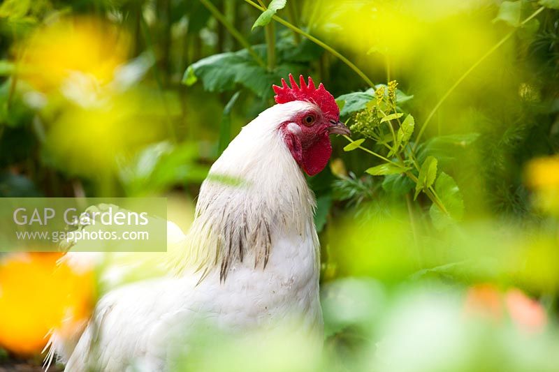 Chickens in the garden