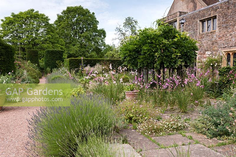 The Terrace and Terrace Walk with Dierama, Lavender, standard wisteria and Erigeron karvinskiansus