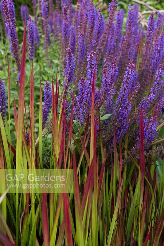 Salvia and Japanese Blood grass in the Bishop's Garden
