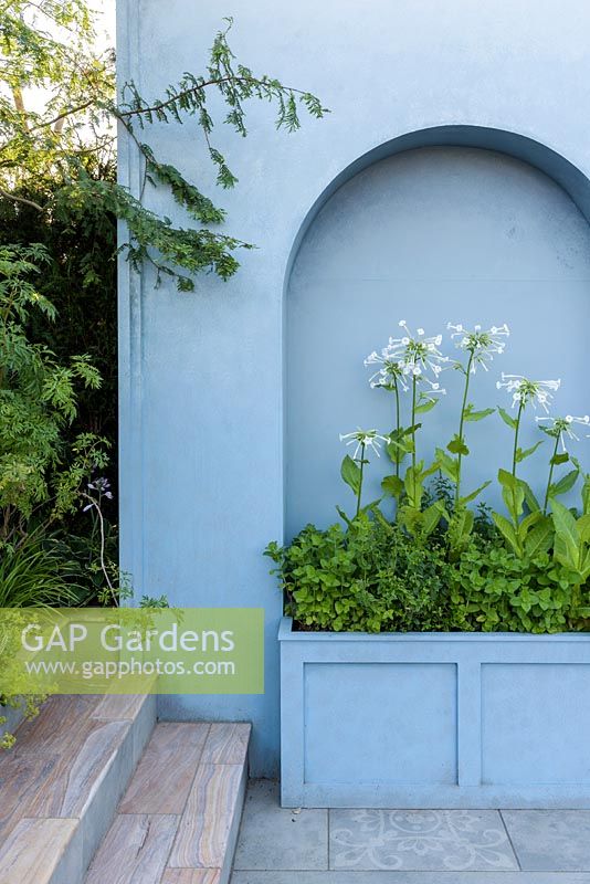 Mediterranean style garden with paved area and blue arched wall and Nicotiana sylvestris in a planter - Viking Cruises World of Discovery Garden, RHS Hampton Court Palace Flower Show 2017 - Designer: Paul Hervey-Brookes
