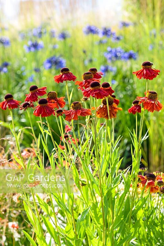 Helenium 'Moerheim Beauty' and Agapanthus 'Navy Blue' in Spiralling borders. The Perennial Sanctuary Garden. RHS Hampton Court Palace Flower Show 2017 - Designer: Tom Massey