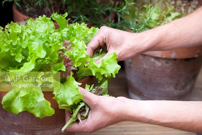 Man harvesting lettuce leaves grown in pot